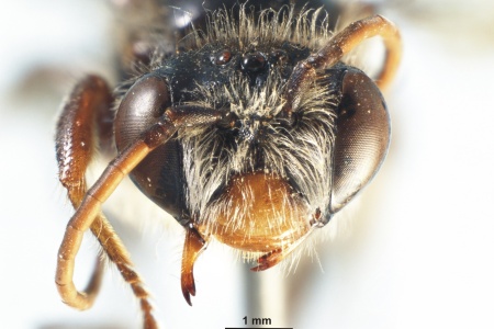 [Hesperocolletes douglasi male (anterior/face view) thumbnail]